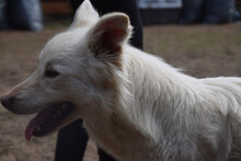 CARUSO, Hund, Mischlingshund in Ungarn - Bild 4