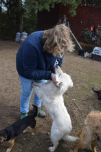 CARUSO, Hund, Mischlingshund in Ungarn - Bild 5
