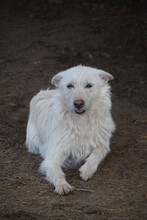 CHANEL, Hund, Mischlingshund in Ungarn - Bild 1