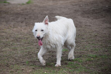 CHANEL, Hund, Mischlingshund in Ungarn - Bild 2