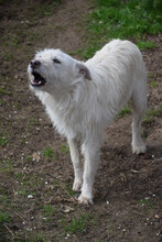 CHANEL, Hund, Mischlingshund in Ungarn - Bild 3
