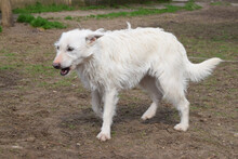 CHANEL, Hund, Mischlingshund in Ungarn - Bild 4