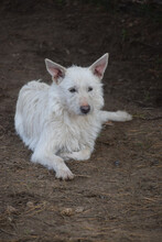 CHANEL, Hund, Mischlingshund in Ungarn - Bild 6