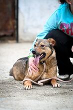 MARONEL, Hund, Mischlingshund in Rumänien - Bild 1