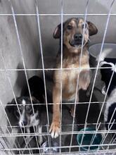 MARONEL, Hund, Mischlingshund in Rumänien - Bild 10