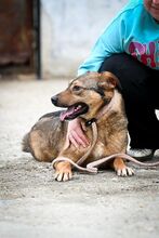 MARONEL, Hund, Mischlingshund in Rumänien - Bild 2