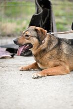 MARONEL, Hund, Mischlingshund in Rumänien - Bild 4