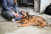 MARONEL, Hund, Mischlingshund in Rumänien - Bild 5
