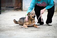 MARONEL, Hund, Mischlingshund in Rumänien - Bild 6