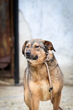 MARONEL, Hund, Mischlingshund in Rumänien - Bild 7