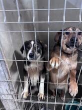 MARONEL, Hund, Mischlingshund in Rumänien - Bild 8