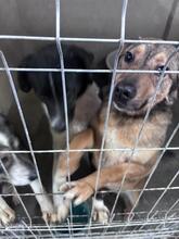 MARONEL, Hund, Mischlingshund in Rumänien - Bild 9