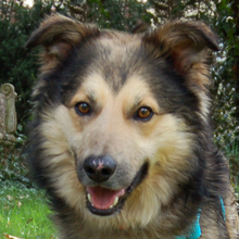 JOVI, Hund, Collie-Mix in Lauf