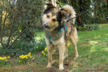 JOVI, Hund, Collie-Mix in Lauf - Bild 10