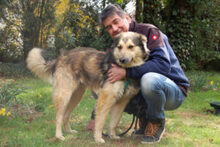 JOVI, Hund, Collie-Mix in Lauf - Bild 12