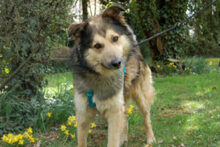 JOVI, Hund, Collie-Mix in Lauf - Bild 13