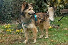 JOVI, Hund, Collie-Mix in Lauf - Bild 14