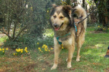 JOVI, Hund, Collie-Mix in Lauf - Bild 15