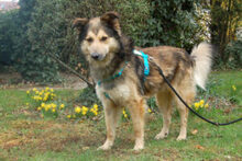 JOVI, Hund, Collie-Mix in Lauf - Bild 16