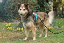 JOVI, Hund, Collie-Mix in Lauf - Bild 17