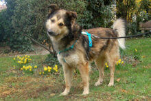 JOVI, Hund, Collie-Mix in Lauf - Bild 18