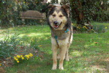 JOVI, Hund, Collie-Mix in Lauf - Bild 2