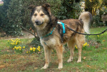 JOVI, Hund, Collie-Mix in Lauf - Bild 3