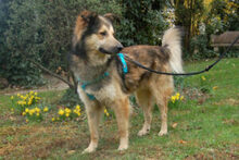 JOVI, Hund, Collie-Mix in Lauf - Bild 4