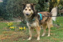 JOVI, Hund, Collie-Mix in Lauf - Bild 5
