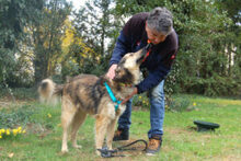 JOVI, Hund, Collie-Mix in Lauf - Bild 6