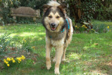 JOVI, Hund, Collie-Mix in Lauf - Bild 7