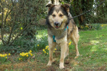 JOVI, Hund, Collie-Mix in Lauf - Bild 8