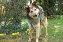 JOVI, Hund, Collie-Mix in Lauf - Bild 9