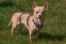 MADITA, Hund, Chihuahua in Lauf - Bild 10