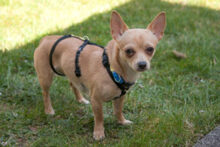 MADITA, Hund, Chihuahua in Lauf - Bild 11