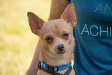 MADITA, Hund, Chihuahua in Lauf - Bild 12