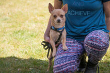 MADITA, Hund, Chihuahua in Lauf - Bild 13