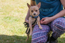 MADITA, Hund, Chihuahua in Lauf - Bild 14