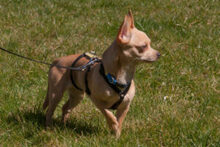 MADITA, Hund, Chihuahua in Lauf - Bild 15