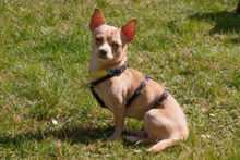 MADITA, Hund, Chihuahua in Lauf - Bild 16