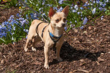 MADITA, Hund, Chihuahua in Lauf - Bild 17