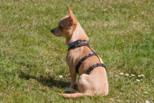 MADITA, Hund, Chihuahua in Lauf - Bild 18