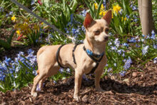 MADITA, Hund, Chihuahua in Lauf - Bild 19