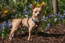 MADITA, Hund, Chihuahua in Lauf - Bild 20