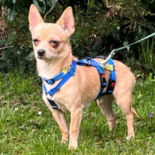 MADITA, Hund, Chihuahua in Lauf - Bild 21