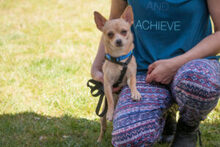 MADITA, Hund, Chihuahua in Lauf - Bild 3