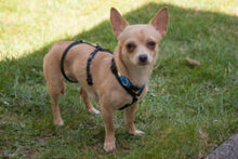 MADITA, Hund, Chihuahua in Lauf - Bild 4