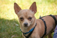 MADITA, Hund, Chihuahua in Lauf - Bild 5