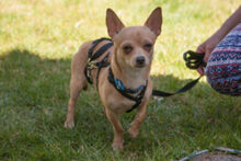MADITA, Hund, Chihuahua in Lauf - Bild 6