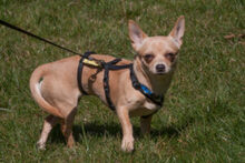 MADITA, Hund, Chihuahua in Lauf - Bild 7
